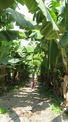 Kreta 2017 473 Bananenplant / Banana plant