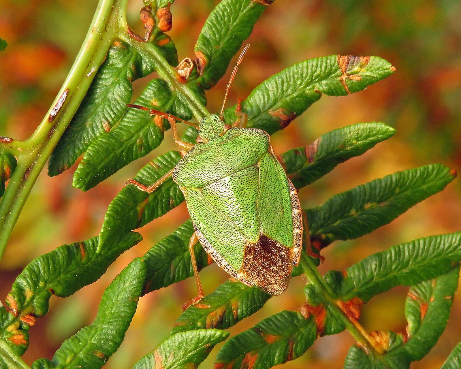 Common Green Shieldbug - Palomena prasina
