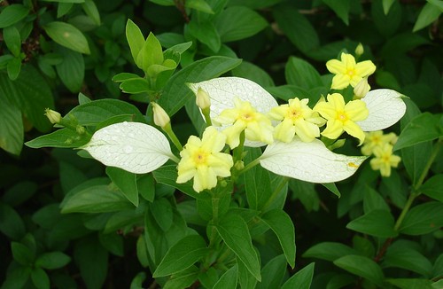 mussaendaluteola mussaendaincana pseudomussaendaflava dwarfmussaenda whitewing dwarfyellowmussaenda miniaturewhiteflag yellowflower flower ornamentalplant rubiaceae flora plant riversstate nigeria westafrica portharcourtphc portharcourtairport