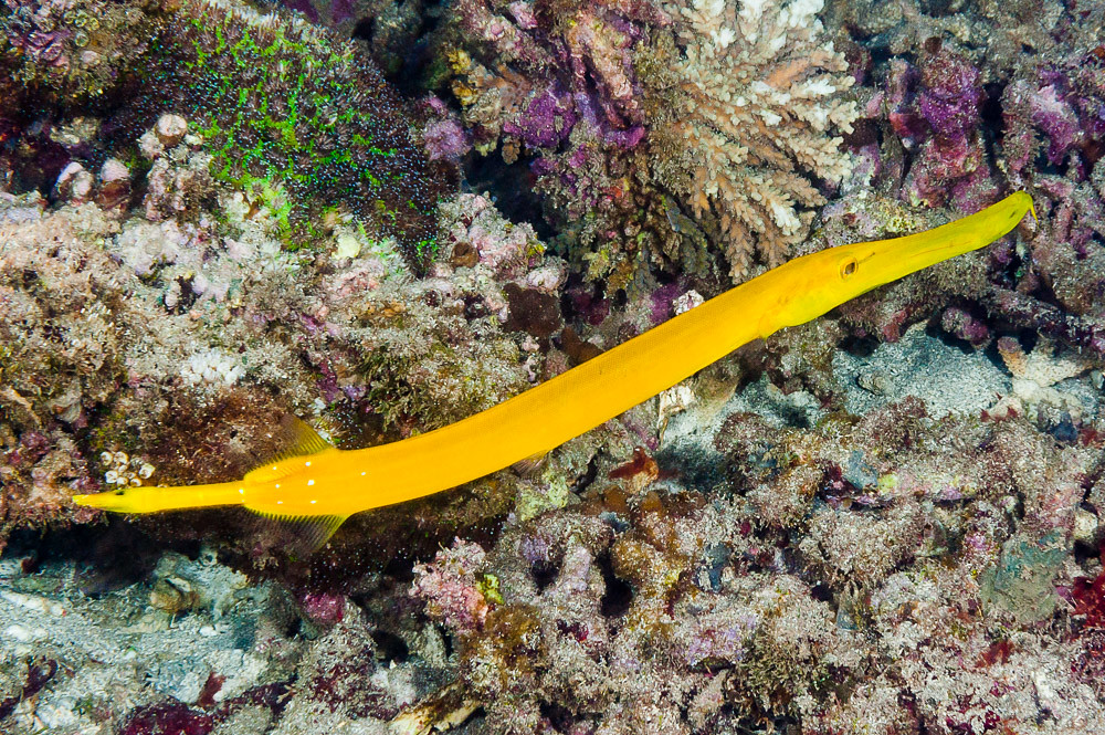 Trumpetfish, yellow form - Aulostomus chinensis, (EN) Trump…
