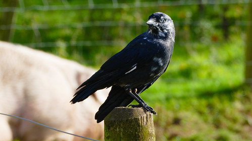 Jackdaw with a touch of white, Northycote Farm