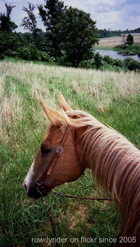 horse lake gold meadow ears companion mn rowdy picnik palomino fromhorseback crowhassanparkinthreeriversparkdistrict hanovermn