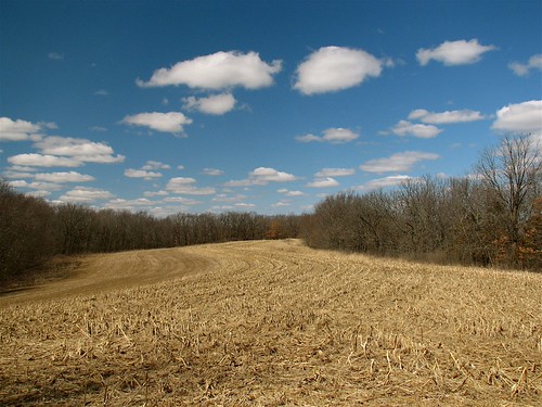 Swirling cornfield under a spring sky | by Bitterroot