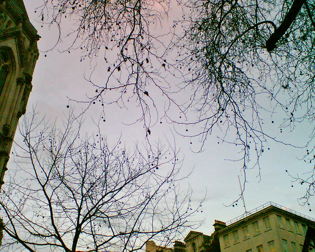 Plane trees outside Royal Courts of Justice