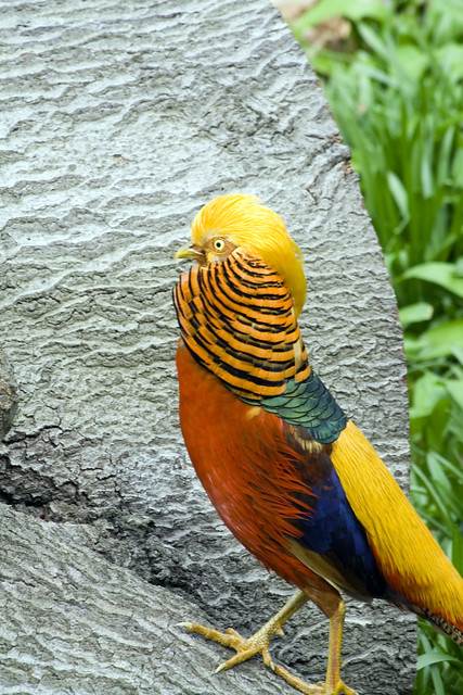 Mad colourful bird at Kew Gardens
