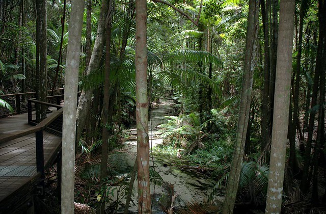 Wanggoolba Creek Footbridge, Fraser Island, Queensland