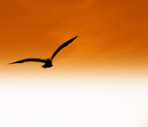 fly | by Aytena