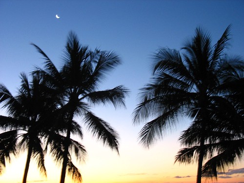 sunset moon beach silhouette palms twilight dusk airliebeach