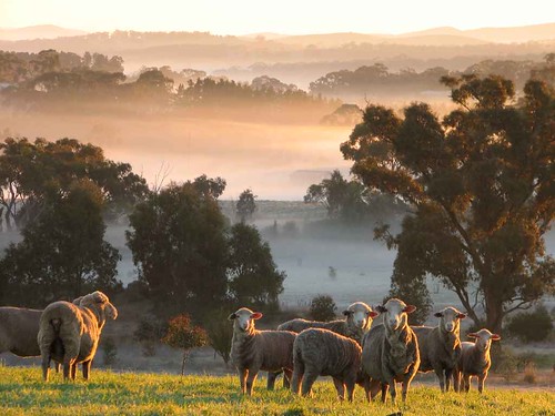 mist geotagged clare sheep elysium southaustralia armagh clarevalley geolat33840479 geolon138573132