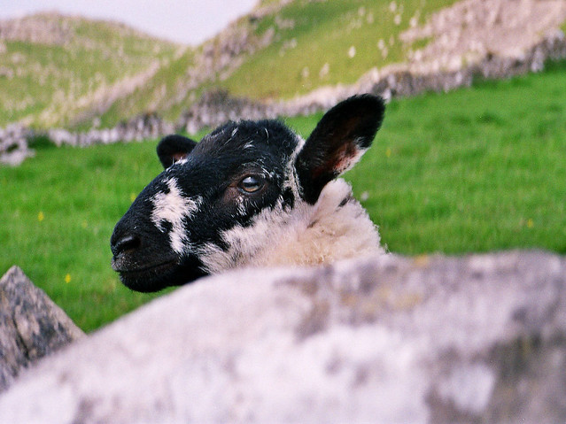 Curious Sheep Peeking Over a Drystone Wall