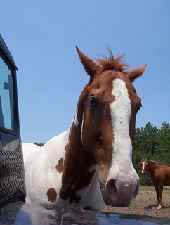 New Mexico horse