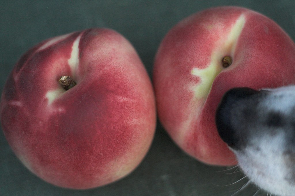 Can Dogs Have Nectarines? Everything You Need to Know Nectarines can be a nutritious treat for dogs! Learn about safe feeding practices, nutritional values, potential risks, and alternative fruits. Can dogs have nectarines? Discover now!
