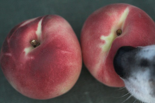 summerwhite peaches & dog nose