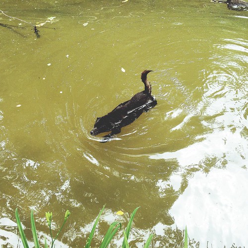 paintsvillelakewildlifemanagementarea kentucky ky lucy dog creek water swimming swim hipstamatic hannahlens gotlandfilm outside
