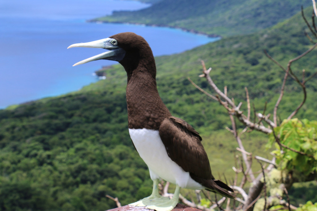 Brown Booby – Christmas Island - Top Geotagged.