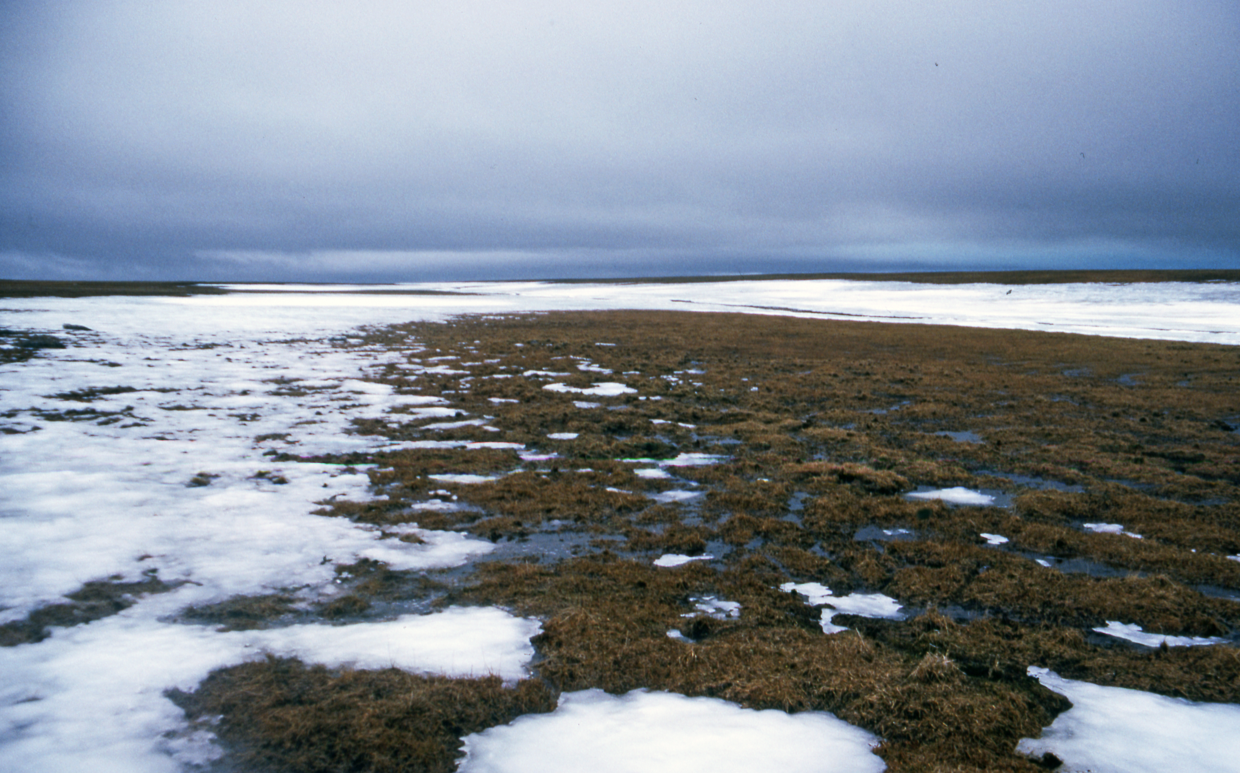 Арктические болота