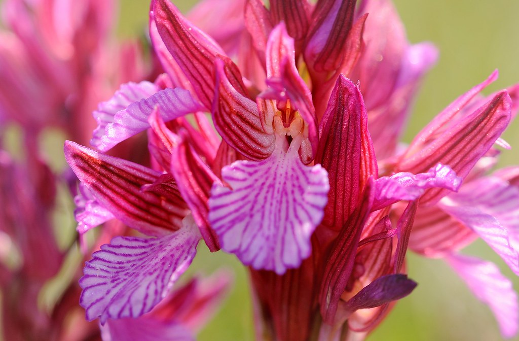 Östliches Schmetterlings-Knabenkraut, Anacamptis papilionacea subsp. aegaea
