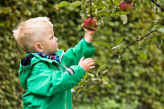 Franaszek Family: Picking the apple