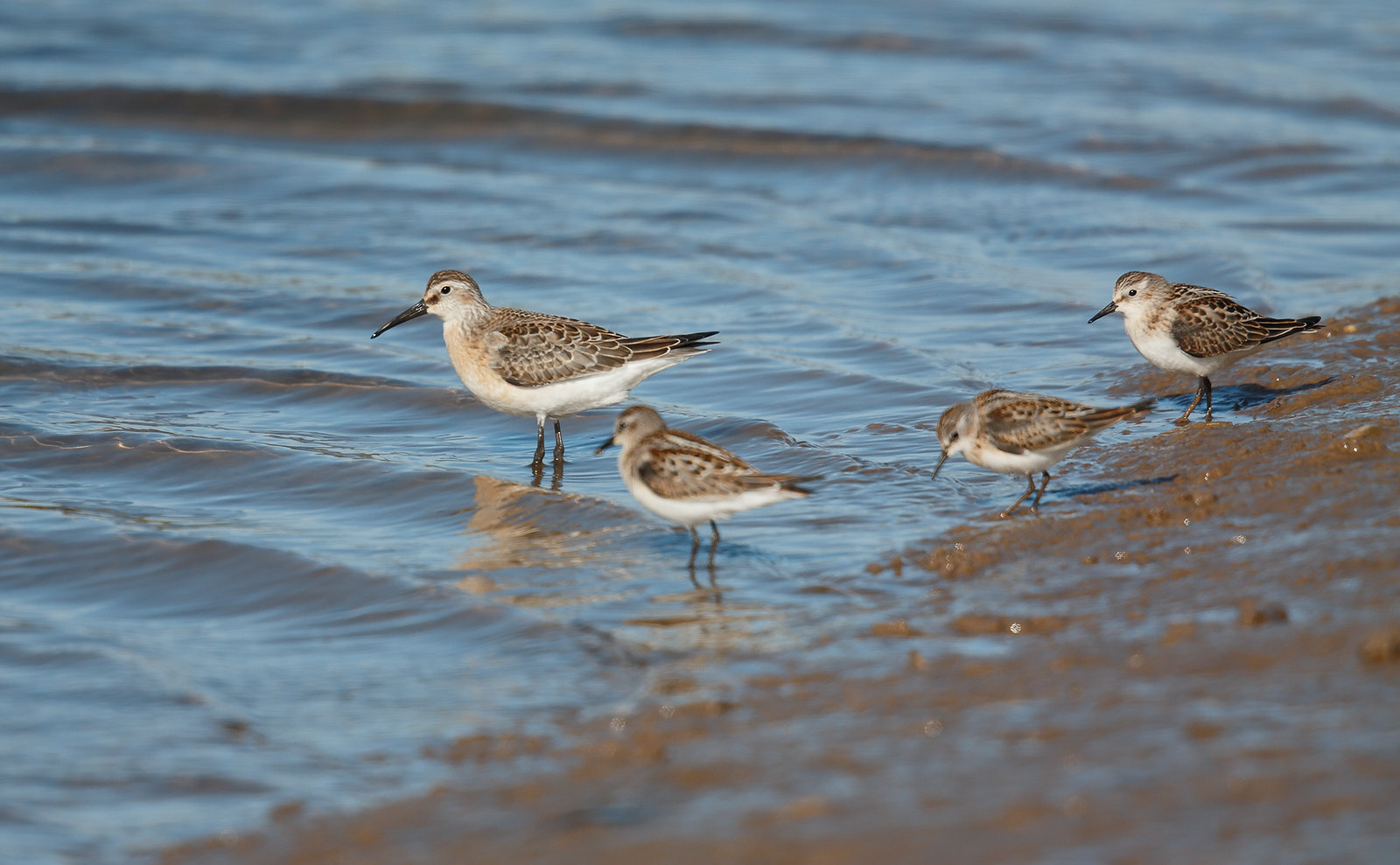 Curlew Sandpiper and Little Stints