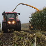 Harvesting maize 2017