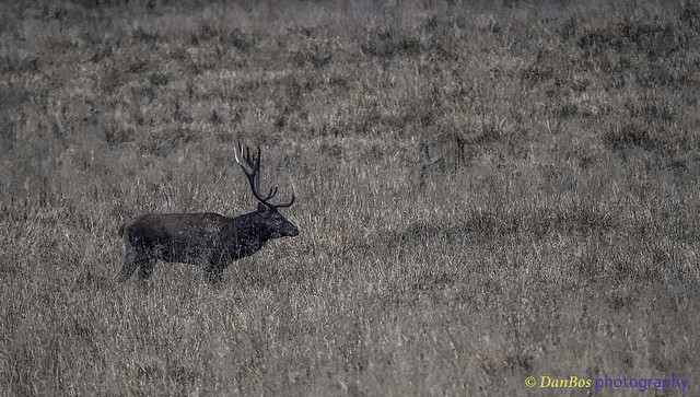 The King-Deer