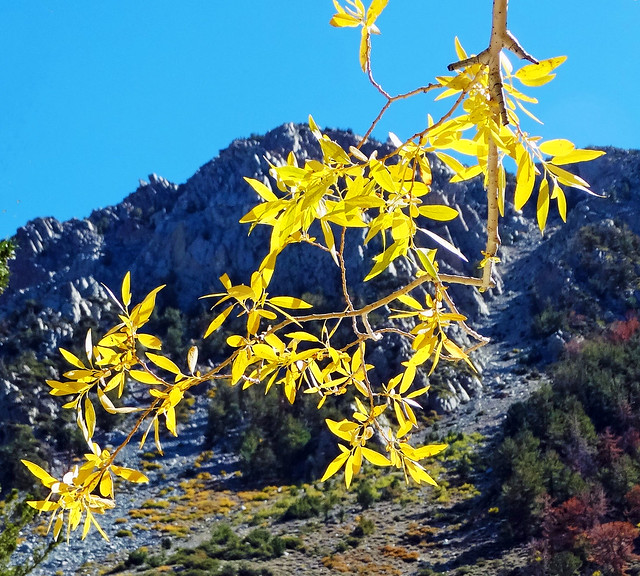 Aspen Leaves, Sierra Nevada 9-17
