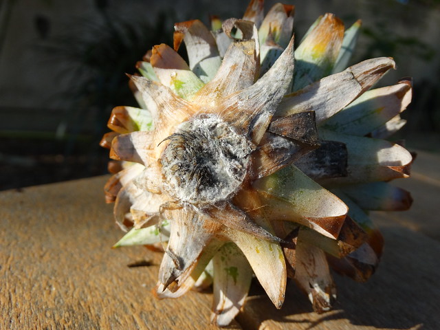 Butt rot of pineapple crown