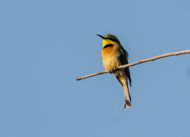 Little Bee-eater/Merops pusillus