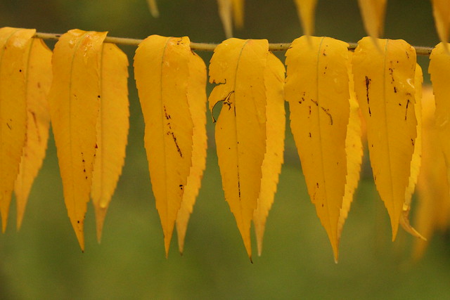 Row of yellow leaves