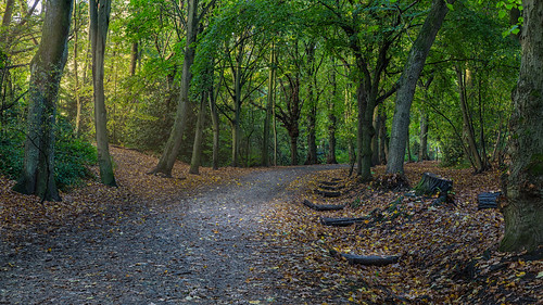 timeoutlondon londonist london heath hampsteadheath sunrise path tree autumn leaves light england unitedkingdom gb