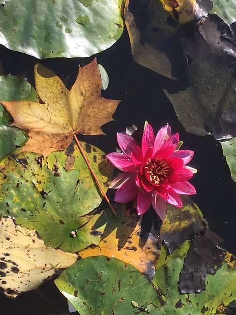 Autumn Colour on the lily pond (iPhone 6s)