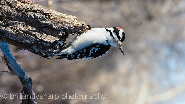 Downey Woodpecker - Fish Creek -1