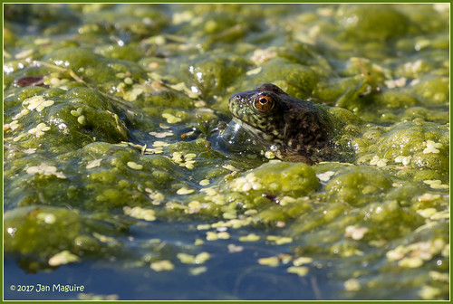 frankgbonelliregionalpark frog wetlands wildlife sandimas california unitedstates us