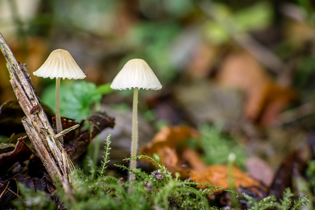 Mushroom partners