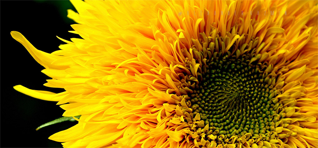 Sunflower 'Teddy Bear' (Helianthus Annuus L.) P9021771
