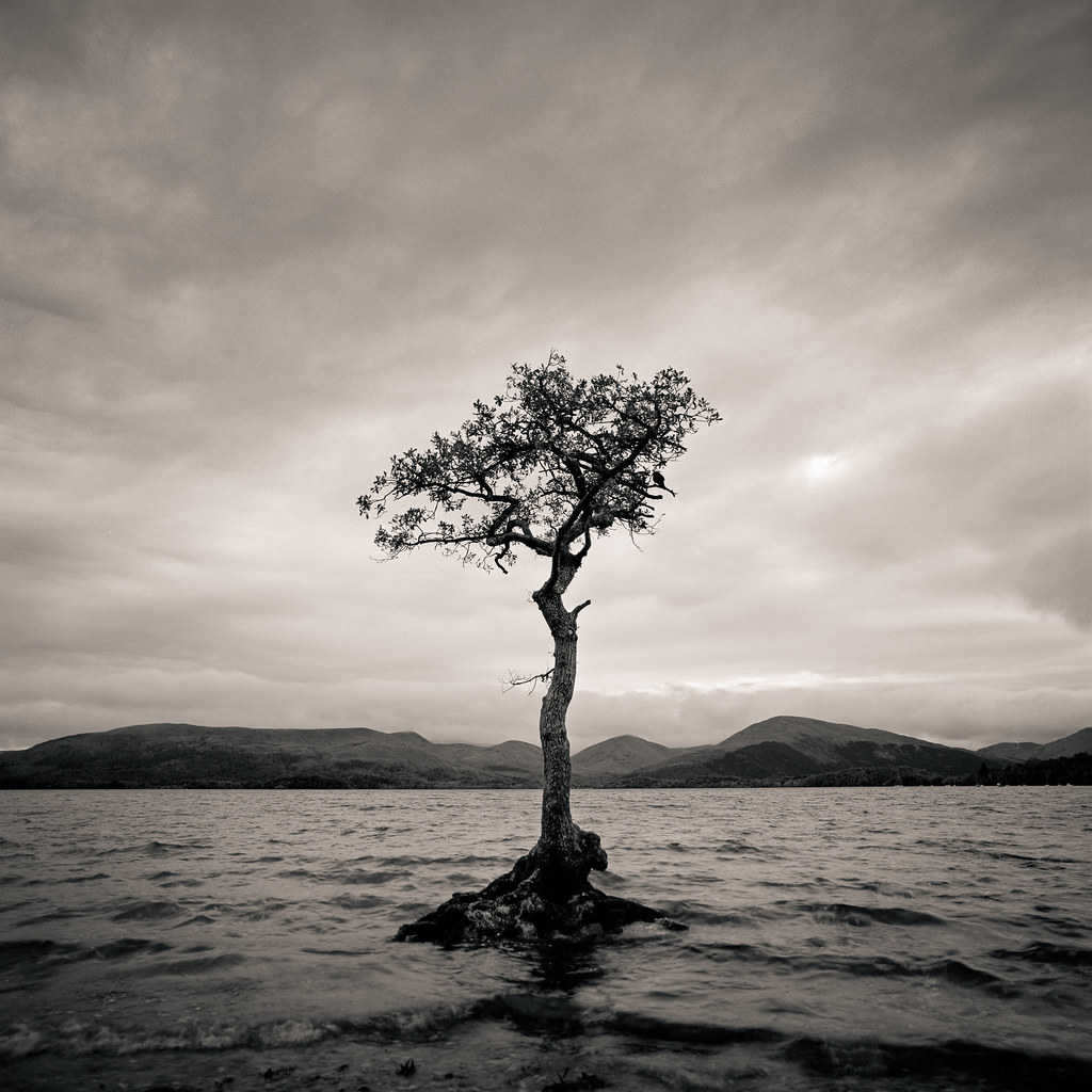 Lone Tree, Mallarochy Bay | Hasselblad 500cm 40mm F/4 FLE Fu… | Flickr
