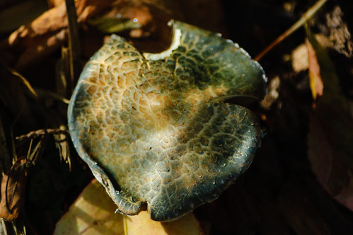 Verdigris mushroom, cap dappled