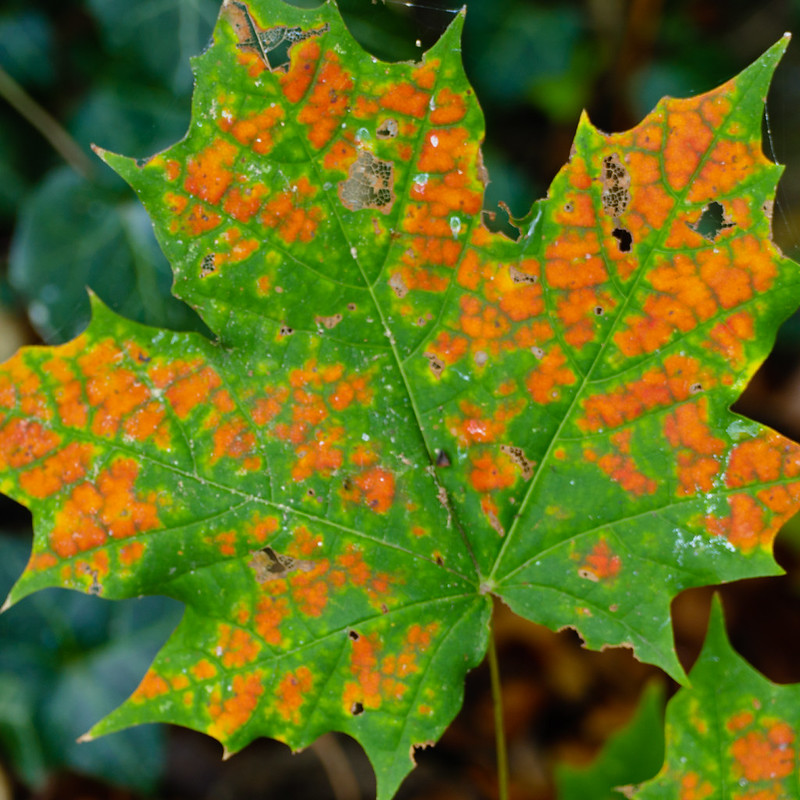 Autumn leaves: maple shoot, Bridgnorth