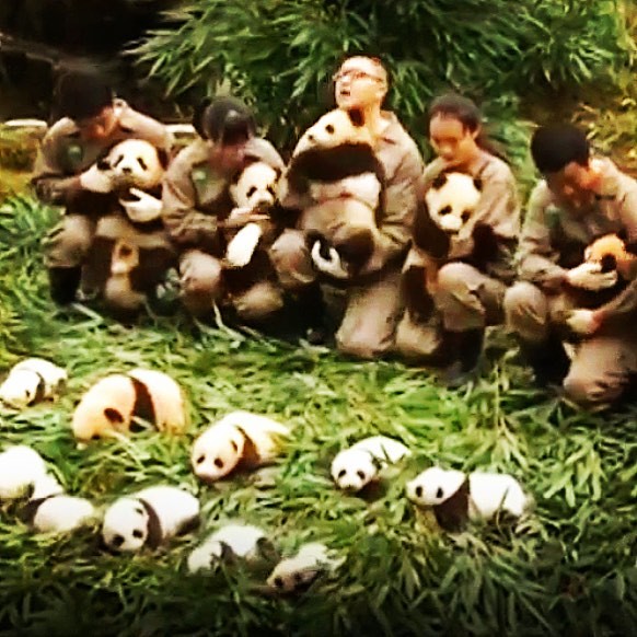 The Cute Alert! 3dozen #cuddly #panda cubes #adorable #pandacubsbirn in #china #babybears #animals #LOVE 💛🐾 . . .      #BBC @BBC #Love #Beauty #Health #InsideOutsideBeauty #ForEverYoung #Vitality #Energy #Confidence #Model #Photosh