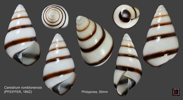 canistrum romblonensis philippines 50mm
