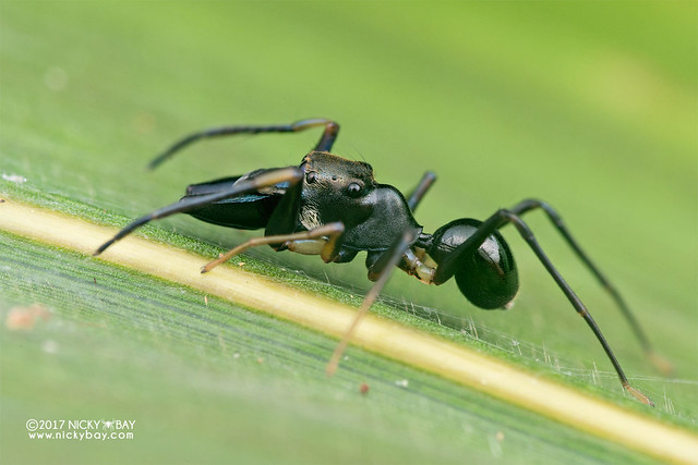 Ant-mimic jumping spider (Myrmarachne sp.) - ESC_0022