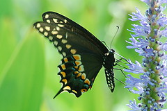 Palamedes Swallowtail (Papilio palamedes) 2017-07-23 (1)