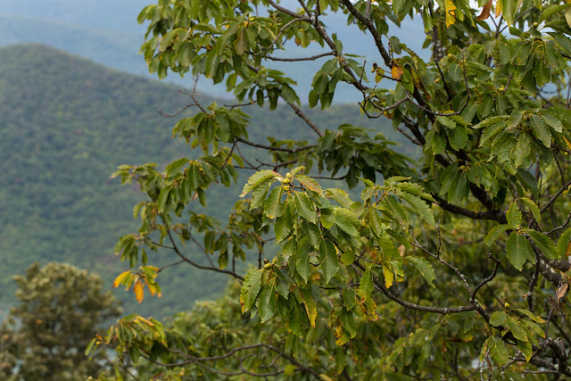 Chestnut Oak - Quercus montana