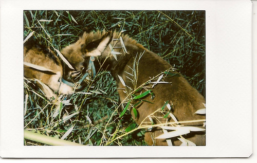 Instax Donkey in Bamboo | by Neal3K