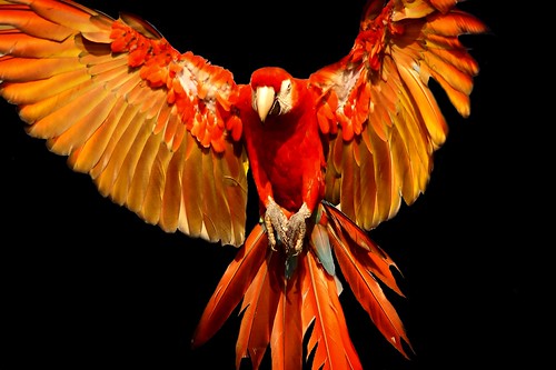 Scarlet Macaw | by CharleyGirlUK