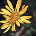 Flickr photo 'J20171026-0009—Grindelia stricta var platyphylla—RPBG—DxO' by: John Rusk.