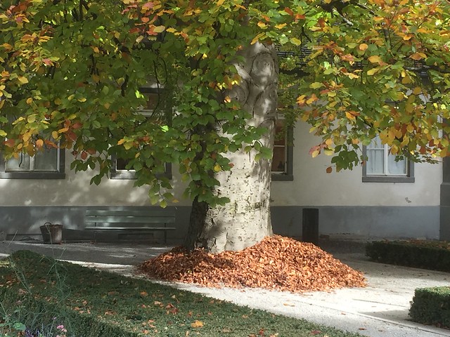 THE WAY LEAVES FALL IN SWITZERLAND   (with poem)