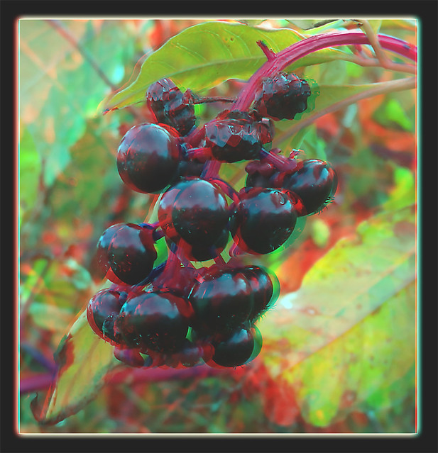 Pokeweed Berries Final Days 1 - Anaglyph 3D