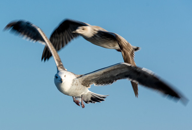 Gulls in Flight - Prince Edward Island, Canada 2017