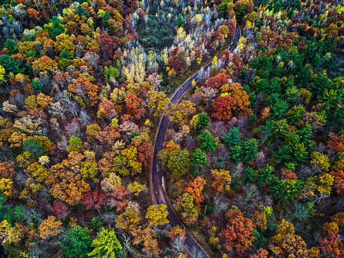 fall colors leaves trees nature tree wisconsin midwest usa green yellow orange autumn landscape photography d750 dji drone uav spark road roads country